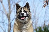 AKITA AMERICAIN 277